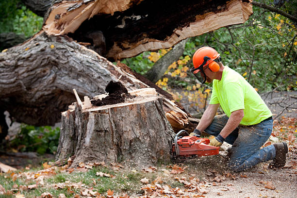 Best Commercial Tree Services  in Rainsville, AL